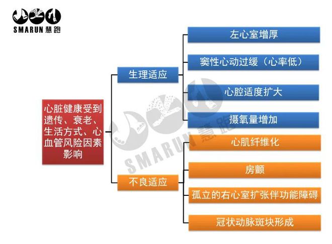 又是跑步bandao下载猝死！国际权威《自然》杂志最新总结耐力运动对心脏的影响(图11)