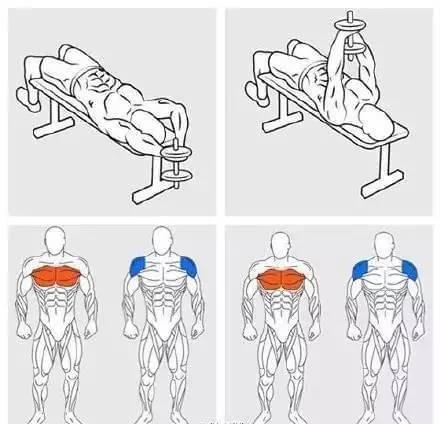 bandao注册网站：详解健身房常用器材和相应动作锻炼肌肉！(图3)